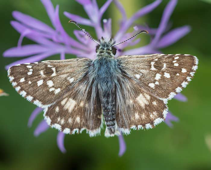 Mehrbr�tiger W�rfel-Dickkopffalter (Pyrgus armoricanus)