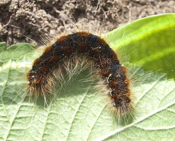 Fr�hlings-Wollafter (Eriogaster lanestris) Raupe