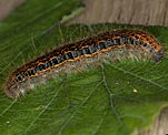 Wolfsmilch-Ringelspinner (Malacosoma castrensis)Raupe [801 views]