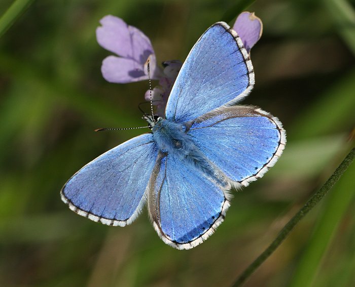 Himmelblauer Bl�uling (Polyommatus bellargus)