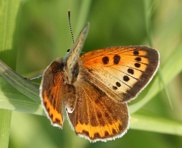 Gro�er Feuerfalter (Lycaena dispar) ♀