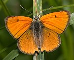 Gro�er Feuerfalter (Lycaena dispar) ♂ [2763 views]