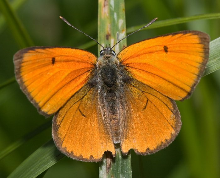 Gro�er Feuerfalter (Lycaena dispar) ♂