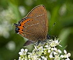 Pflaumenzipfelfalter (Satyrium pruni) [3443 views]
