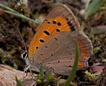 Kleiner Feuerfalter (Lycaena phlaeas) [3279 views]