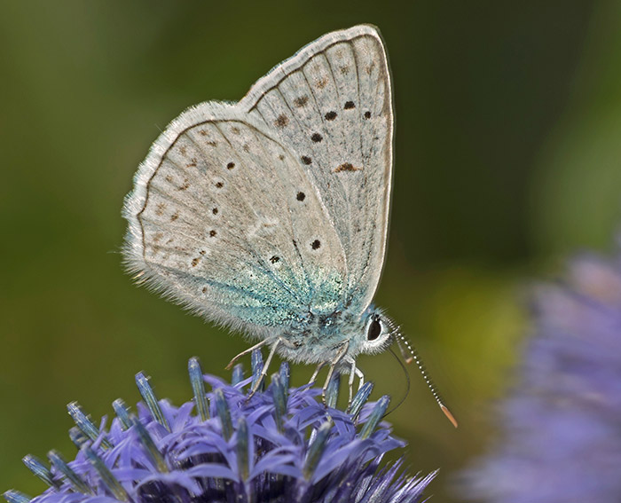 Zahnfl�gel-Bl�uling (Polyommatus daphnis)