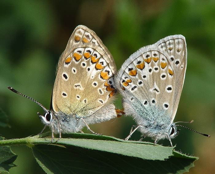 Hauhechelbl�uling (Polyommatus icarus) Kopula