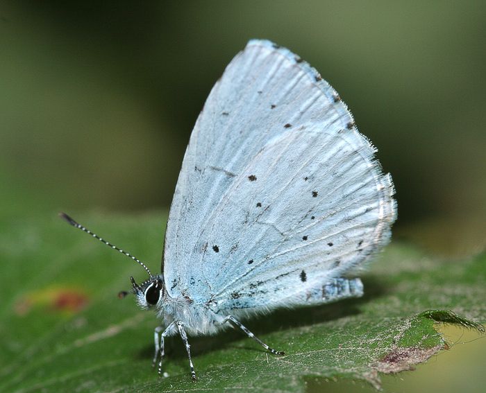 Faulbaumbl�uling (Celastrina argiolus)