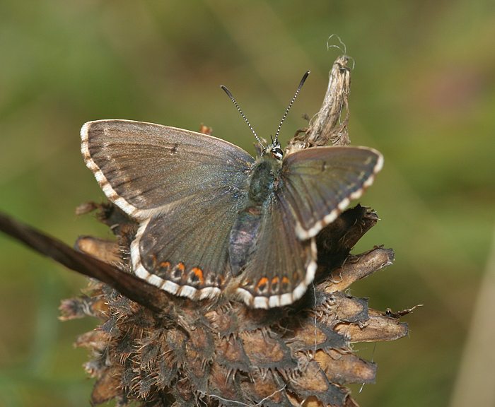 Silbergr�ner Bl�uling (Polyommatus coridon) ♀