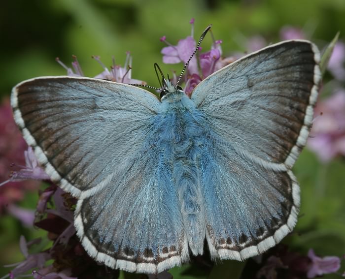 Silbergr�ner Bl�uling (Polyommatus coridon) ♂