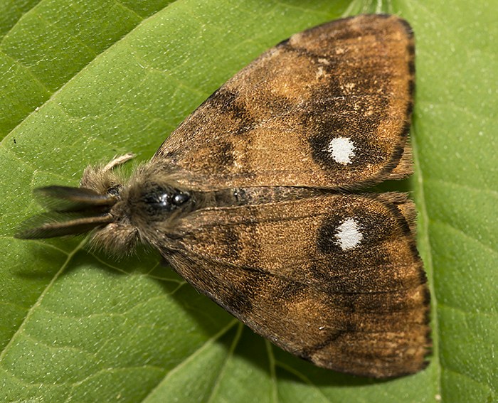 Schlehen-B�rstenspinner (Orgyia antiqua)