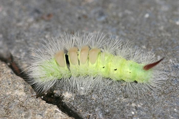 Buchen-Streckfu� (Calliteara pudibunda) Raupe