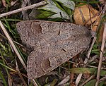 Graubraune Fr�hherbsteule (Ammoconia caecimacula) [2936 views]