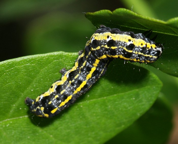 R�tliche K�tzcheneule (Orthosia miniosa) Raupe