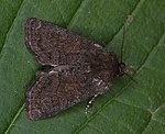 Dunkles Halmeulchen (Oligia latruncula) [2666 views]