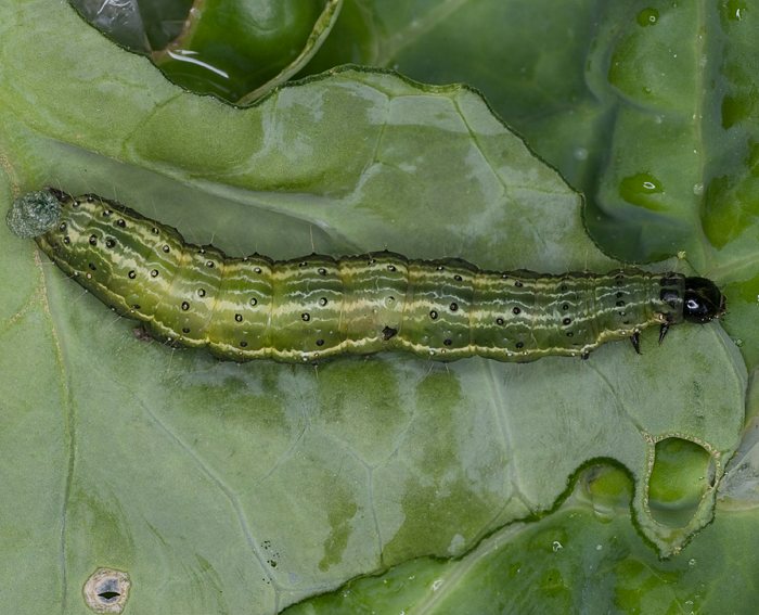 Gammaeule (Autographa gamma) Raupe