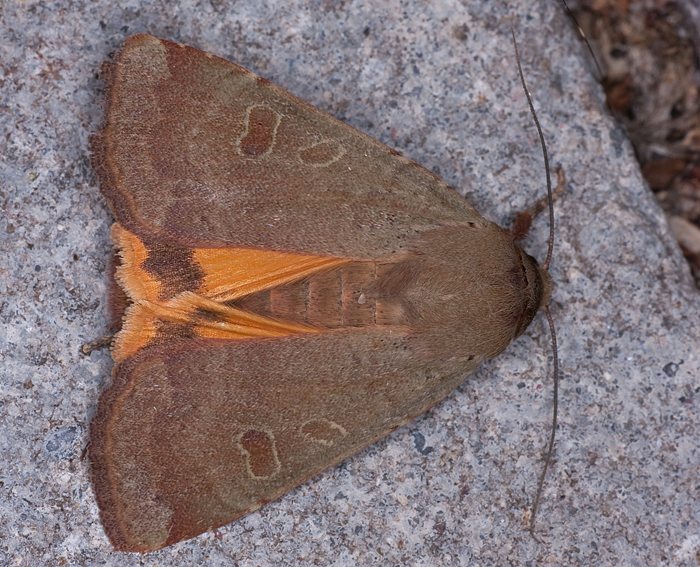 Breitfl�gelige Bandeule (Noctua comes)