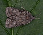 Graue Schildflechteneule (Cryphia raptricula) [2404 views]