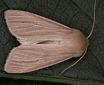 Wei�adereule (Mythimna pallens) [3078 views]