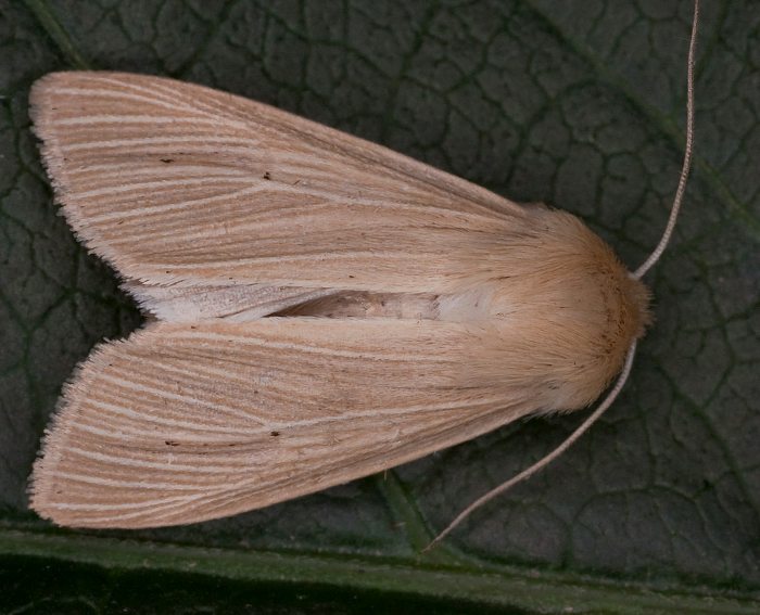 Wei�adereule (Mythimna pallens)