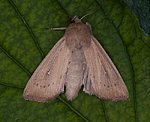Schilf-Graseule (Mythimna obsoleta) [2539 views]