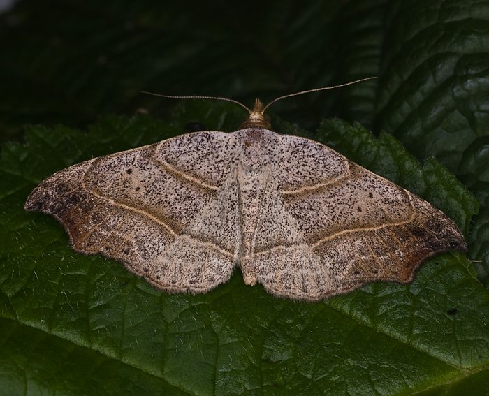 Sicheleule (Laspeyria flexula)