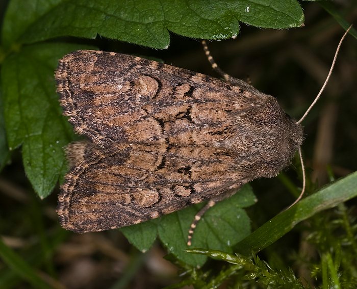 Lehmfarbige Graswurzeleule (Luperina testacea)