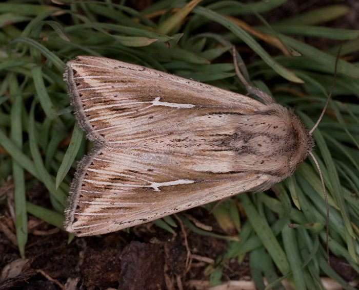 Wei�es L (Mythimna l-album)