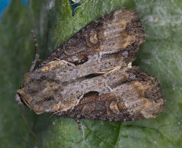 Schlangenlinien-Grasb�scheleule (Apamea ophiogramma)