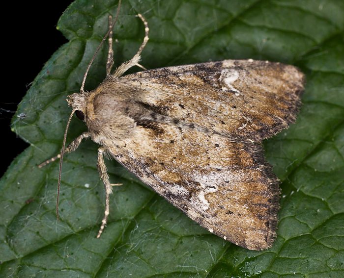 Br�unlichgelbe Grasb�scheleule (Apamea scolopacina)