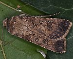 Saateule (Agrotis segetum) [3209 views]