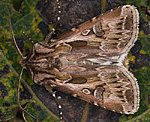 Kiefernsaateule (Agrotis vestigialis) [2343 views]