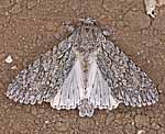 Ahorn-Rindeneule (Acronicta aceris) [3650 views]