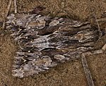 Gro�e Grasb�scheleule (Apamea monoglypha) [2584 views]