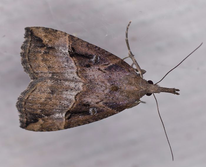 Hopfen-Z�nslereule (Hypena rostralis)