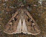 Getreideeule (Euxoa aquilina) [2805 views]