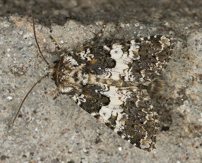 Wei�binden-Nelkeneule (Hadena compta)