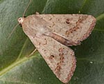 Baumwolleule (Helicoverpa armigera) [3455 views]