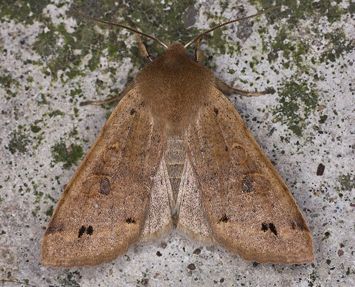 Zweifleck-K�tzcheneule (Anorthoa munda)