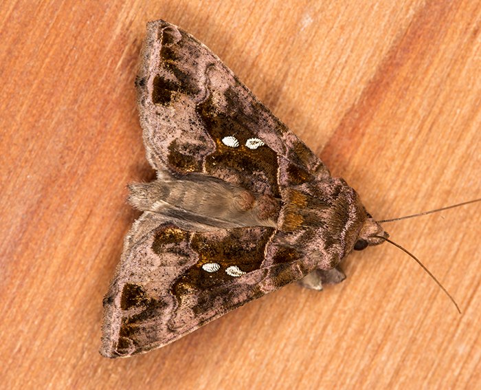 (Chrysodeixis chalcites)