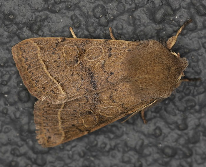 Rundfl�gel-K�tzcheneule (Orthosia cerasi)