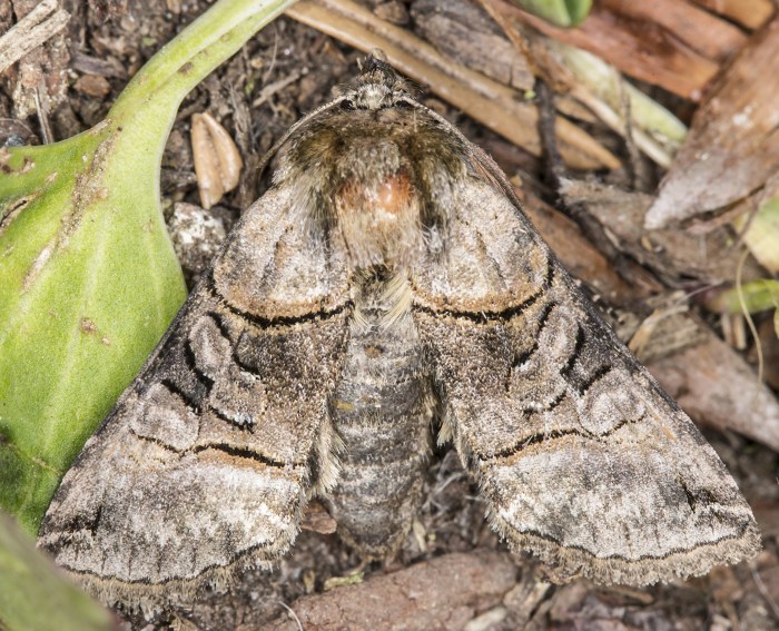 Silbergraue Nessel-H�ckereule (Abrostola tripartita)