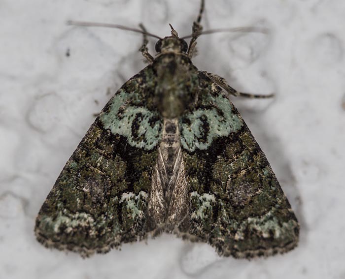 Dunkelgr�ne Flechteneule (Cryphia algae)