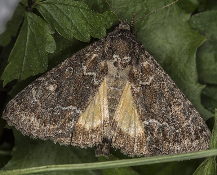 Gelbfl�gel-Raseneule (Thalpophila matura)