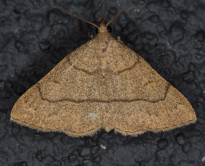 Tr�bgelbe Spannereule (Paracolax tristalis)