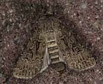 Breitfl�gelige Erdeule (Agrotis bigramma) [2764 views]