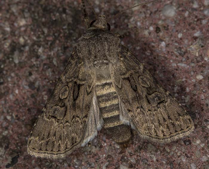 Breitfl�gelige Erdeule (Agrotis bigramma)