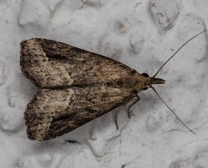 Breitfl�gel-Motteneule (Schrankia taenialis)