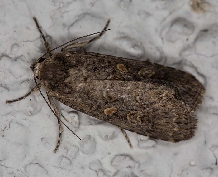 Kn�terich-Seidenglanzeule (Spodoptera exigua)