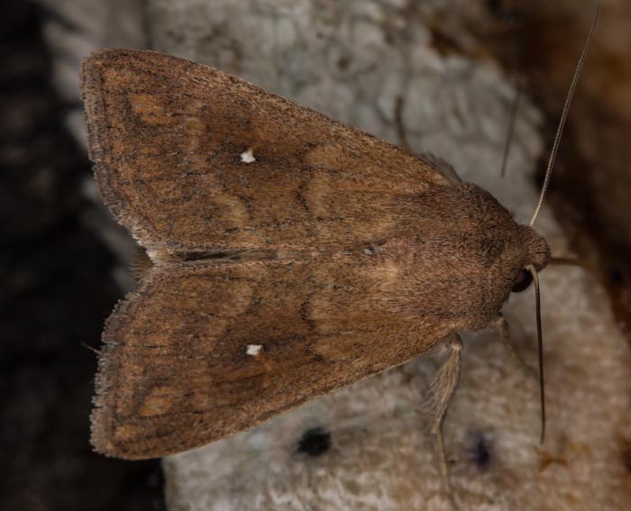 Wei�punkt Graseule (Mythimna albipuncta)